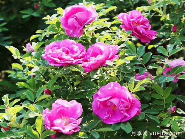 冷香玫瑰月季(图2) 冷香玫瑰月季(图2)