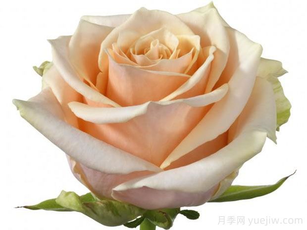 贝里尼月季Bellini(图1)