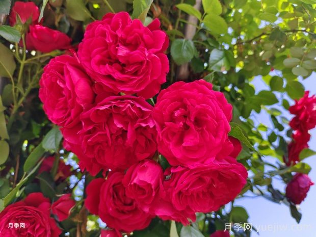 推荐十五款红色系月季品种(图1) 推荐十五款红色系月季品种(图1)