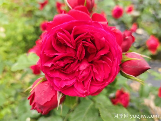 推荐十五款红色系月季品种(图2) 推荐十五款红色系月季品种(图2)