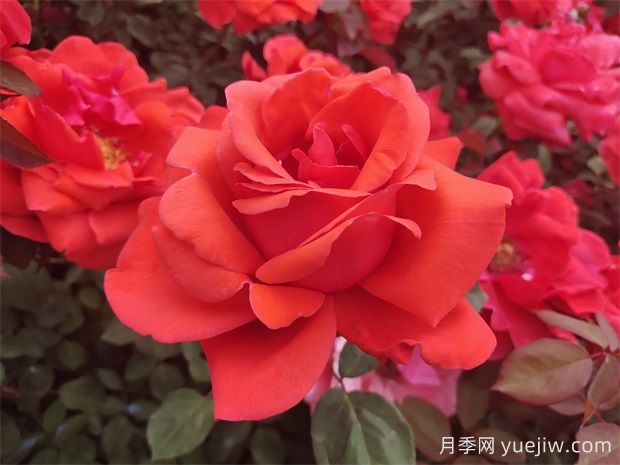 推荐十五款红色系月季品种(图3) 推荐十五款红色系月季品种(图3)