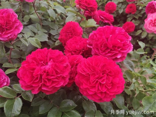 推荐十五款红色系月季品种(图6) 推荐十五款红色系月季品种(图6)