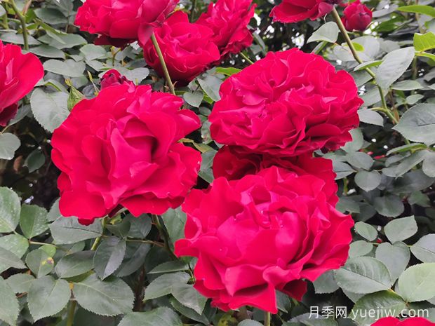 推荐十五款红色系月季品种(图8) 推荐十五款红色系月季品种(图8)
