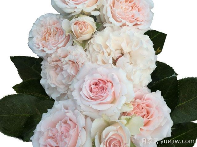 新婚爱人月季(图1) 新婚爱人月季/蜜月月季(图1)