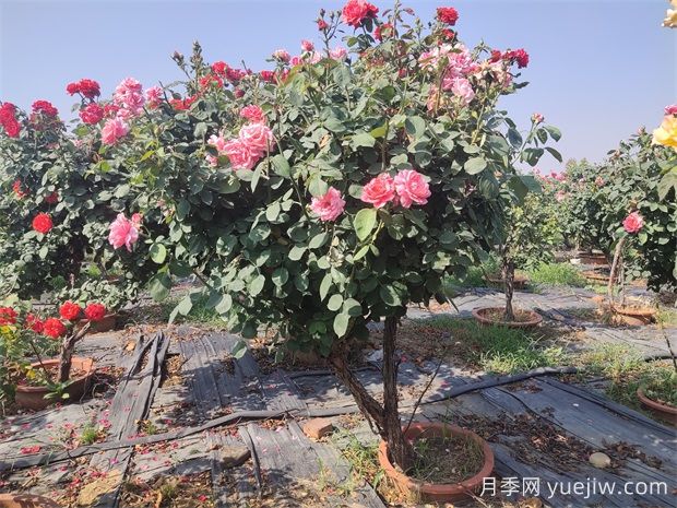 造成树状月季枯枝的原因有哪些?如何解决?(图1) 造成树状月季枯枝的原因有哪些?如何解决?(图1)