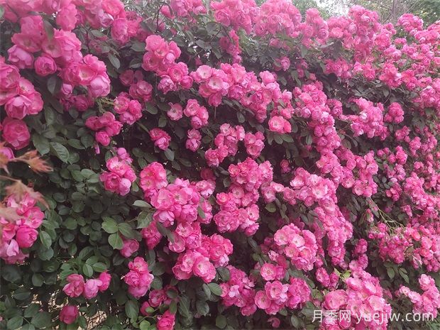 常用的攀缘藤本苗木有哪些?(图1) 除了藤本月季,常用的攀缘藤本苗木有哪些?(图1)