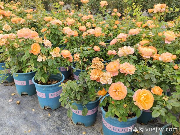 夏季盆栽月季浇水要点,忽略细节容易闷根枯萎(图1) 夏季盆栽月季浇水要点,忽略细节容易闷根枯萎(图1)