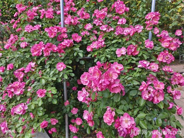 园林建设中的树木分类法(图1) 园林建设中的树木分类法(图1)