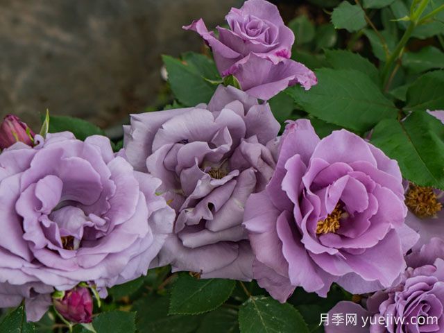 喝彩月季(图3) 喝彩月季(图3)