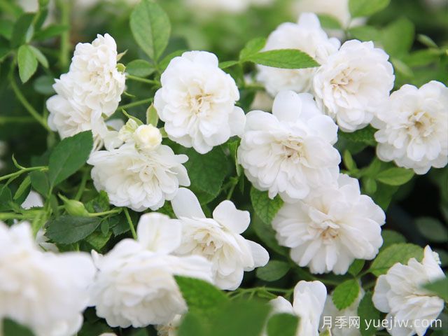 彗星月季(图4) 彗星月季(图4)