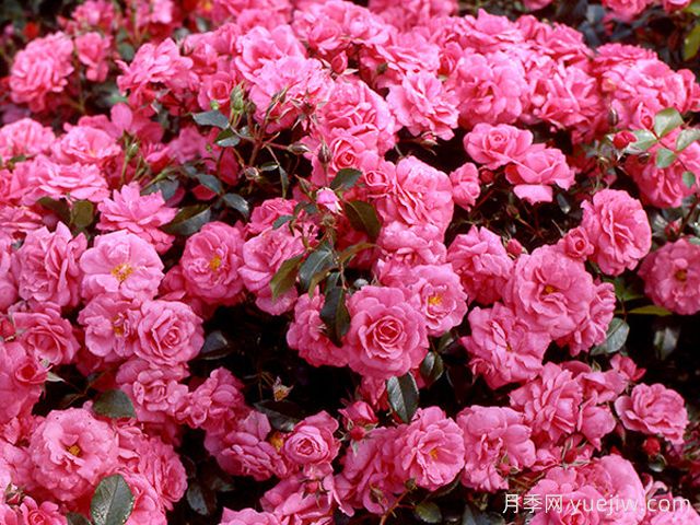 鲑鱼月季(图2) 鲑鱼月季(图2)