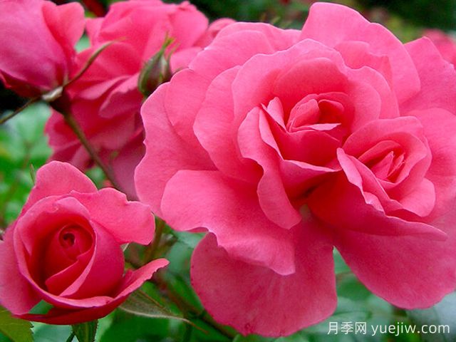 鲑鱼月季(图1) 鲑鱼月季(图1)