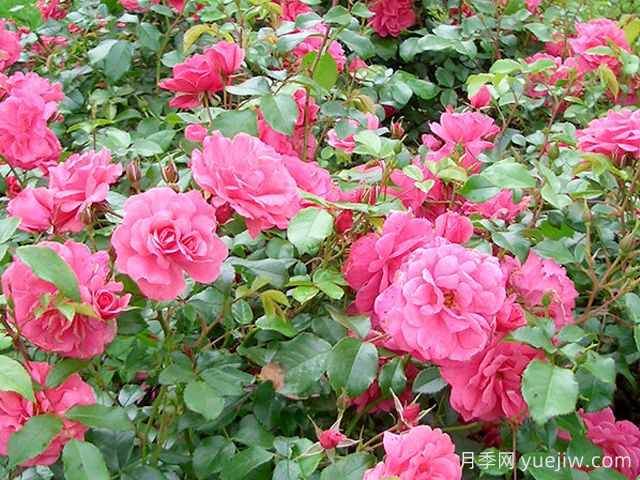 鲑鱼月季(图3) 鲑鱼月季(图3)