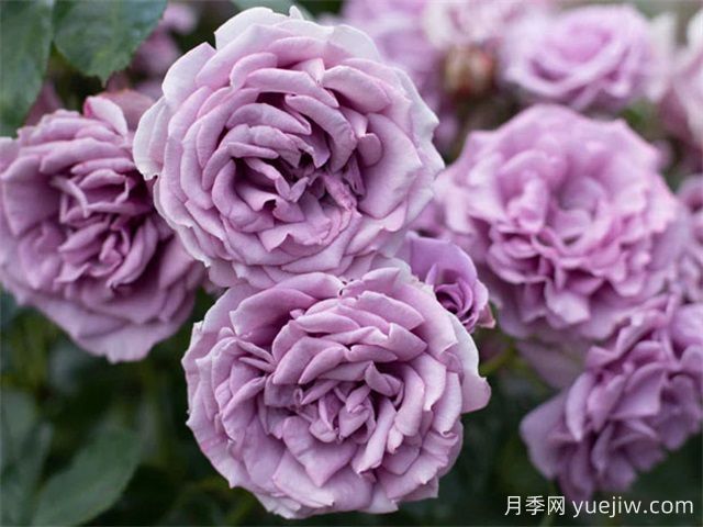 快银月季/水银(图1) 快银月季/水银(图1)