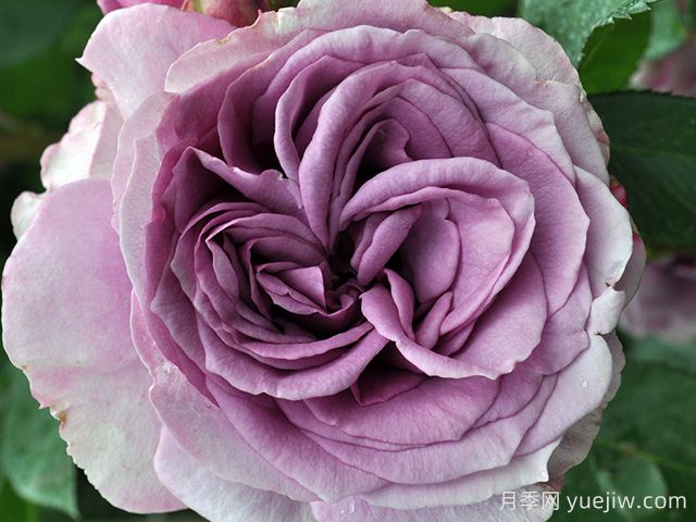 快银月季/水银(图3) 快银月季/水银(图3)