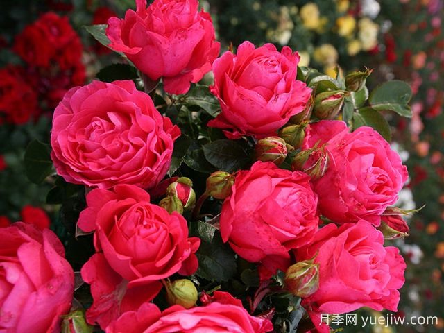 斐济月季Fiji(图2) 斐济月季Fiji(图2)