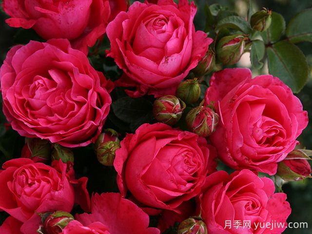 斐济月季Fiji(图3) 斐济月季Fiji(图3)