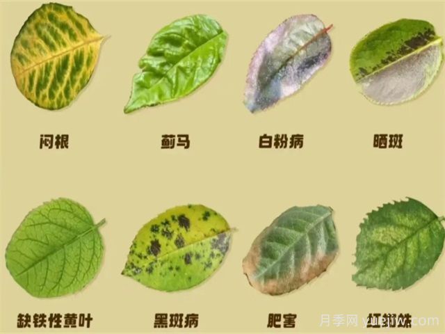 月季病虫害治理(图1) 月季病虫害治理(图1)