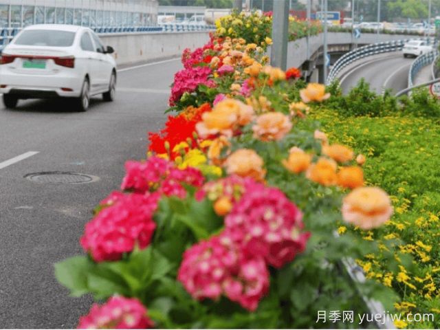 重庆月季应用和月季景观(图3)