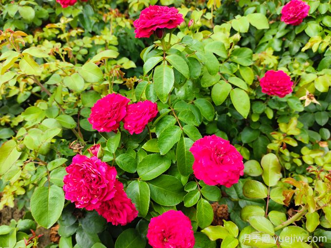 红达/红色达芬奇月季基地杯苗美植袋苗批发(图2)