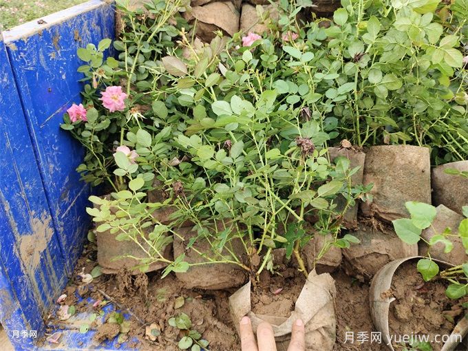仙境月季美植袋苗美化湖北绿化工地(图2)