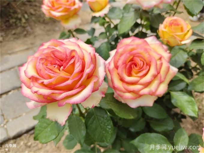 月季花夏季养护管理重点，4方面让月季长的旺(图1)