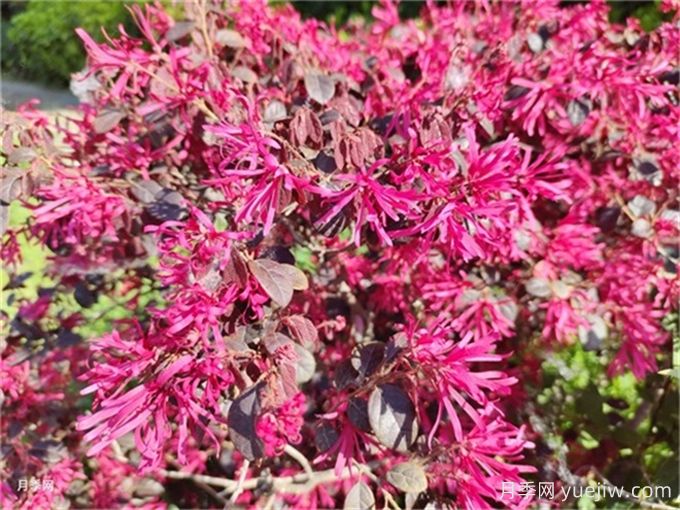 16种常见彩叶乔木汇总(图1) 16种常见彩叶乔木汇总(图1)