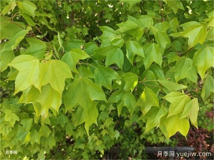 16种常见彩叶乔木汇总(图2) 16种常见彩叶乔木汇总(图2)