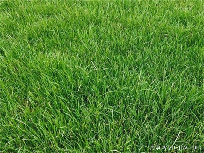 可以在北方种植绿化效果比较好的草坪(图1) 可以在北方种植绿化效果比较好的草坪(图1)