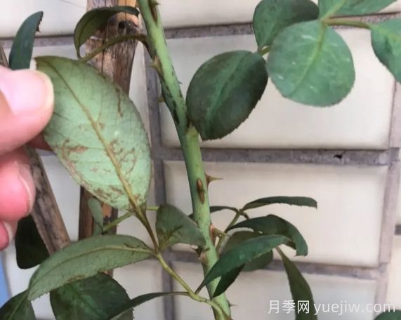 月月季花黄叶长不好?9种常见缺素症盘点(图2) 月月季花黄叶长不好?9种常见缺素症盘点(图2)