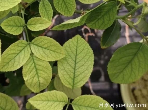 月月季花黄叶长不好?9种常见缺素症盘点(图1) 月月季花黄叶长不好?9种常见缺素症盘点(图1)
