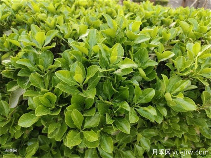 海桐与大叶黄杨,品赏观叶植物之美(图1) 海桐与大叶黄杨,品赏观叶植物之美(图1)