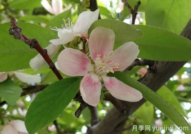 苗木百科之木瓜(图1) 木瓜(图1)