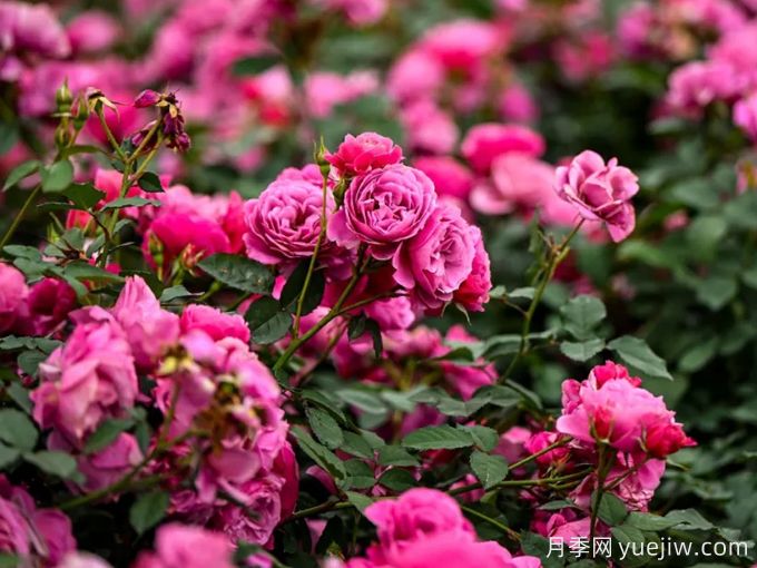 月季名园:深圳松岗五指耙公园月季苑(图1) 月季园:深圳松岗五指耙公园月季苑(图1)