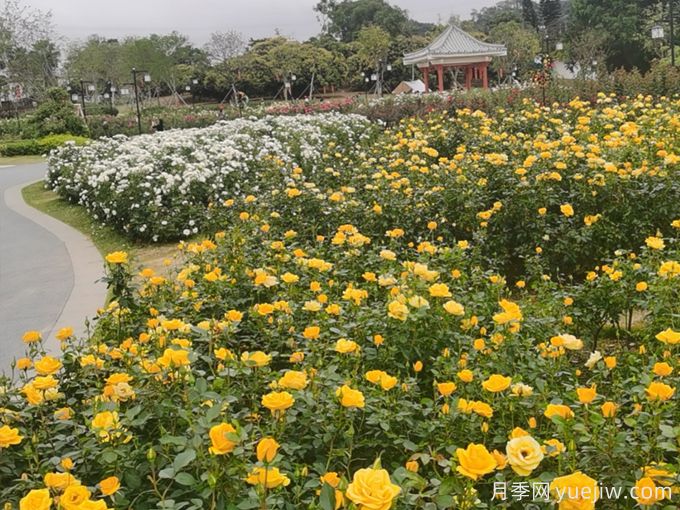 月季名园:深圳松岗五指耙公园月季苑(图2) 月季园:深圳松岗五指耙公园月季苑(图2)