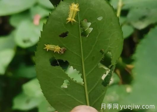 月季刺蛾的有效防治策略(图1) 月季刺蛾的有效防治策略(图1)