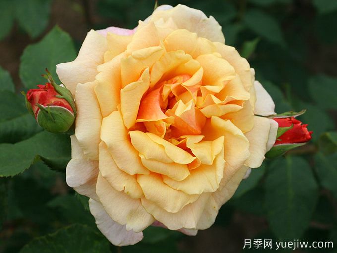 糖果童话月季(图1) 糖果童话月季(图1)