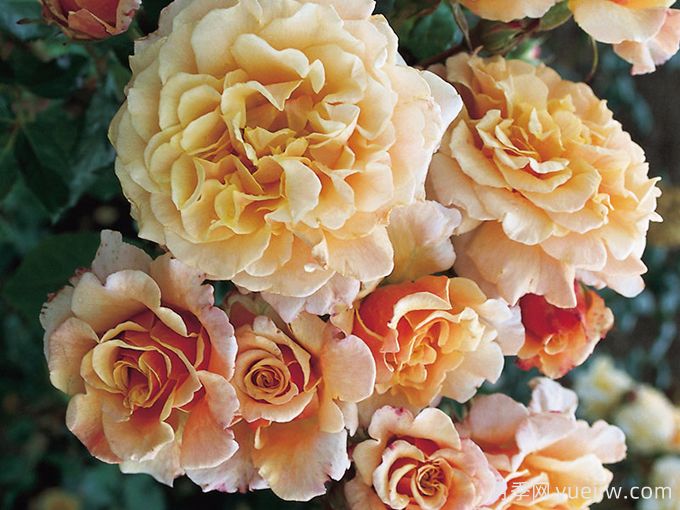 糖果童话月季(图3) 糖果童话月季(图3)