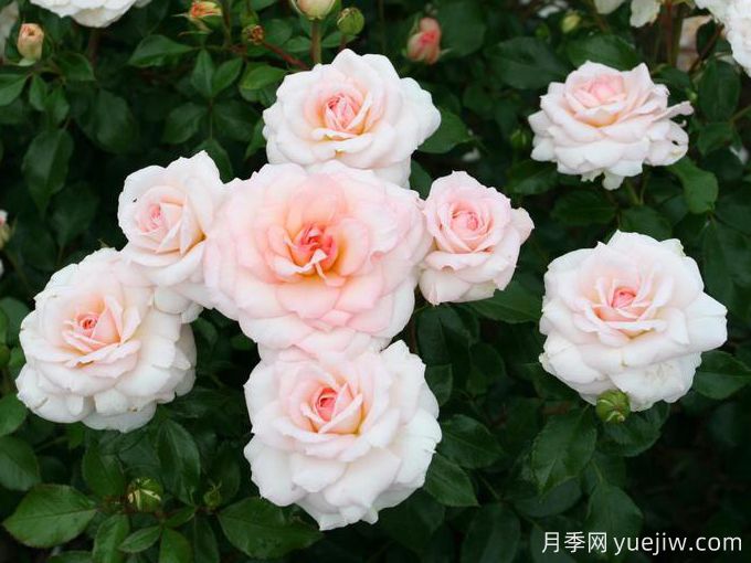 优雅童话月季/布雷默城市音乐家(图2) 优雅童话月季/布雷默城市音乐家(图2)