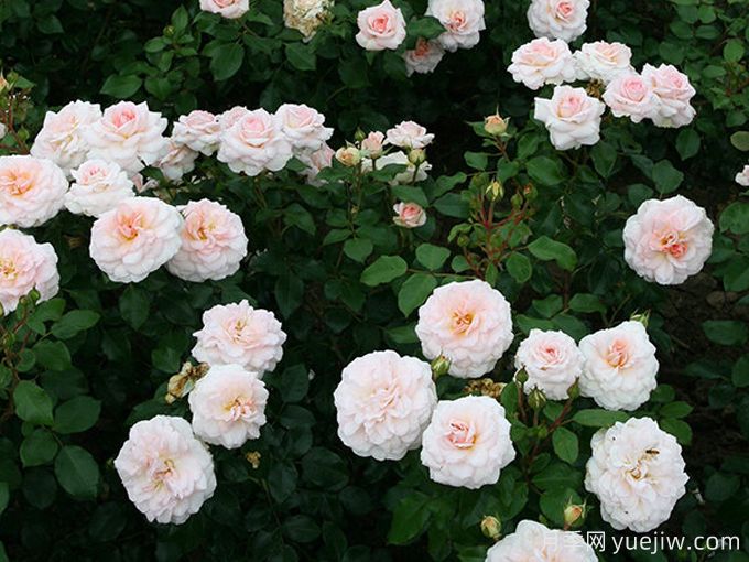 优雅童话月季/布雷默城市音乐家(图3) 优雅童话月季/布雷默城市音乐家(图3)
