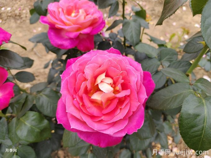 重庆月季种子的种植方法和种植时间(图1) 重庆月季种子的种植方法和种植时间(图1)