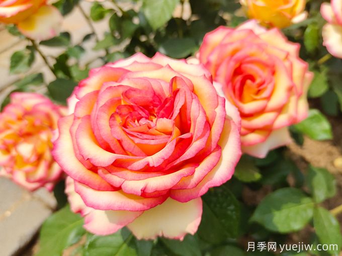 重庆月季种子的种植方法和种植时间(图2) 重庆月季种子的种植方法和种植时间(图2)