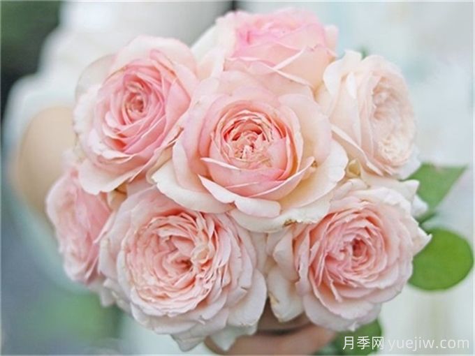 7个超级漂亮的粉色月季花品种,又美又仙又香(图4) 7个超级漂亮的粉色月季花品种,又美又仙又香(图4)