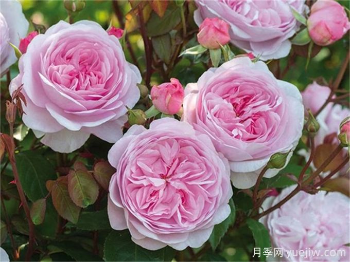 7个超级漂亮的粉色月季花品种,又美又仙又香(图1) 7个超级漂亮的粉色月季花品种,又美又仙又香(图1)