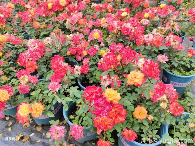 三角梅换成了月季花,原来养殖差距这么大(图2) 三角梅换成了月季花,原来养殖差距这么大(图2)