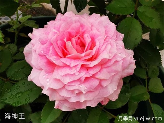 海神王月季,花中仙子的魅力与养护(图1) 海神王月季,花中仙子的魅力与养护(图1)