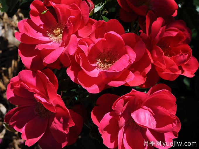 谢里月季Cheri(图1) 谢里月季Cheri(图1)