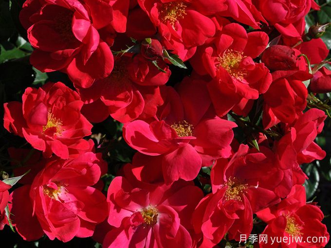 谢里月季Cheri(图2) 谢里月季Cheri(图2)