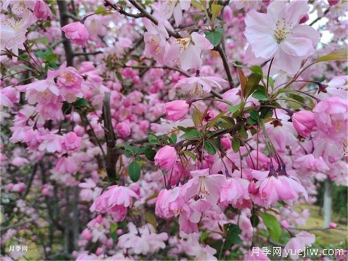 海棠花的繁殖技术及品种介绍(图1) 海棠花的繁殖技术及品种介绍(图1)