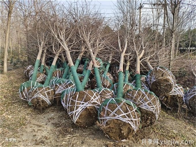 培育红枫苗木的常见错误总结(图2) 培育红枫苗木的常见错误总结(图2)